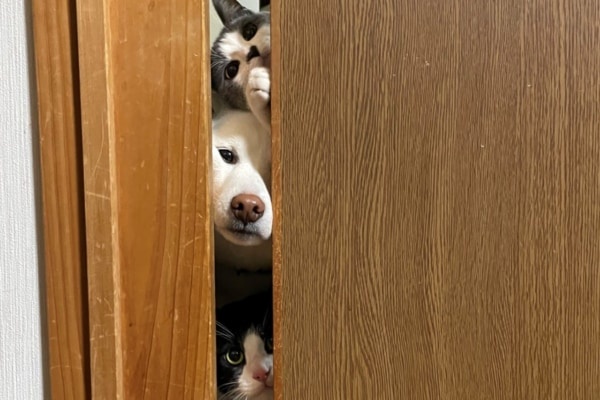 【愛おしい】ドアの陰から漂う気配。その正体は……ホラー展開かと思いきや真逆！ 「みんな可愛すぎ」の声が殺到