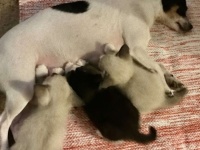 子を失った母犬と母親を失くした3匹の子猫が出会った瞬間、特別な絆が芽生え、本当の親子の関係に（アメリカ）
