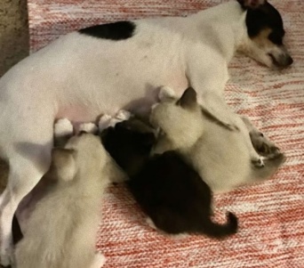 子を失った母犬と母親を失くした3匹の子猫が出会った瞬間、特別な絆が芽生え、本当の親子の関係に（アメリカ）