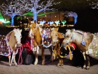 今年のクリスマスは、お馬さんと過ごさない？　大井競馬場の「メガイルミ」、場内に「放牧場」もアリ