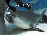 うとうとコテンってか？サメに催眠術をかける方法