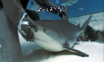 うとうとコテンってか？サメに催眠術をかける方法