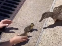 母鳥が見守る中、排水溝に落ちた7羽のカモのヒナたちが女性に救出される