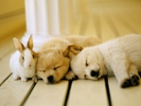 かわいすぎて……後悔!?　ひとり暮らしの私が犬・猫を飼ってちょっぴり困っていること