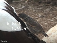 生きている鳥にくちばしをザクザク差して血を吸う鳥が存在する