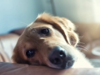 犬は仲間の死を悲しむことが新たな調査結果で明らかに