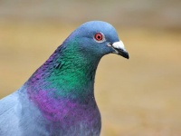 運び屋は鳩。薬物を背負った鳩が刑務所内で発見される
