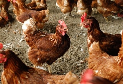 平飼いによる養鶏（「大江ノ郷自然牧場」公式ウエブサイトより）