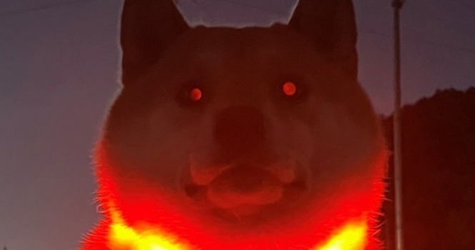 おさんぽから帰りたくなさすぎて、ラスボス化！？　光り輝く柴犬に大反響「ついに覚醒しましたね」「目からビームでそう」