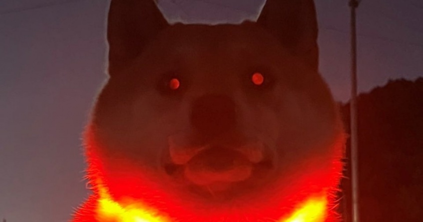 おさんぽから帰りたくなさすぎて、ラスボス化！？　光り輝く柴犬に大反響「ついに覚醒しましたね」「目からビームでそう」