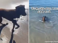 やっぱり海の犬だった。散歩に訪れぬ犬と一緒に遊びたくて近づいてくるアシカ
