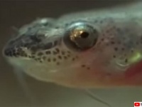 尿道に入り込み内側から食いちぎる肉食魚「カンディル」の恐怖伝説は本当なのか？