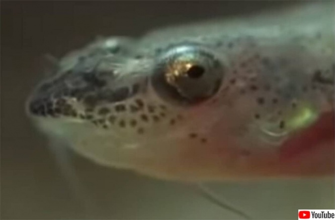 尿道に入り込み内側から食いちぎる肉食魚「カンディル」の恐怖伝説は本当なのか？