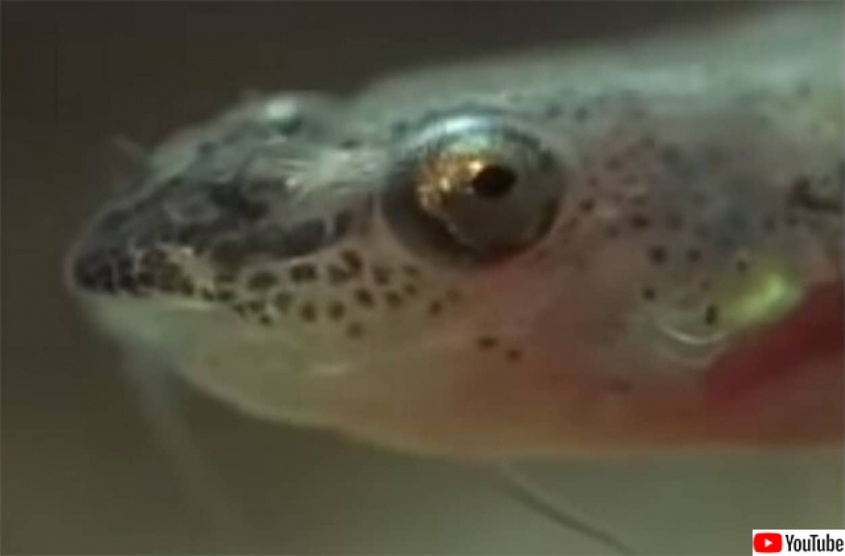 尿道に入り込み内側から食いちぎる肉食魚「カンディル」の恐怖伝説は本当なのか？