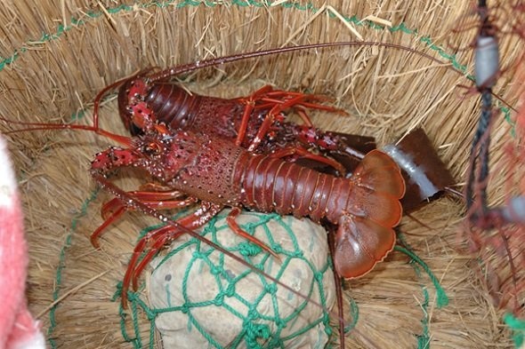 イセエビ（Wikimedia Commonsより）