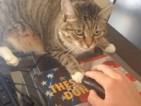 仕事をしてるとヤツが来る！猫のいる生活でリモートワークをするということ