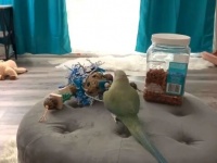 インコからの「アイラブユー！」大好きなオモチャにキス（擬音つき）をするワカケホンセイインコ