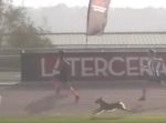 なごやかなレース。　トラックに侵入したワンちゃんが人間と一緒に走る！