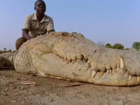 ワニを神として崇拝。ワニと人が仲良く暮らす西アフリカの村