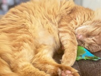 仲良しトリオだった2匹の猫と鳥。1匹の猫が亡くなった後、より深い絆で結ばれた猫とインコ