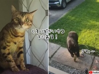 「なんなん？あの黒いのなんなん？」はじめて熊を見た時の猫のドラマチックな反応
