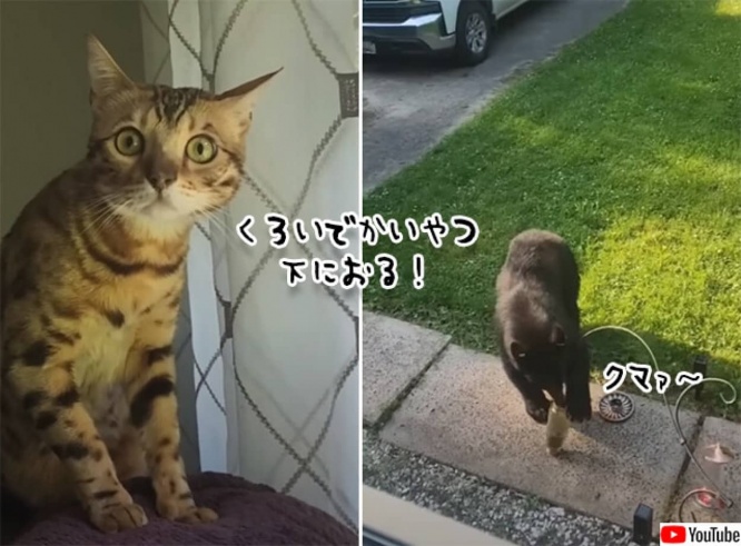「なんなん?あの黒いのなんなん?」はじめて熊を見た時の猫のドラマチックな反応