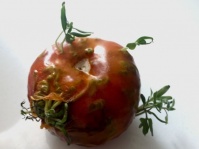 植物の発芽パワーの凄さがわかる果物や野菜の12の画像