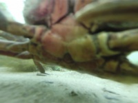 川で釣り上げたGoProを再生してみたら...知られざる川底の世界が映り込んでいた！