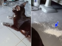 猫、ついに白い粉に手を出してしまう。その形相がやばいことに