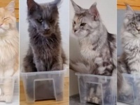 「ボクも自分の箱が欲しいニャ！」メインクーンの子猫、プラスチックボックスに入りたくて家中を旅する
