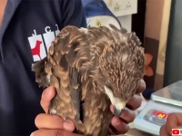 鷹までも。数千羽の鳥が空から落下、インドを襲う熱波の影響