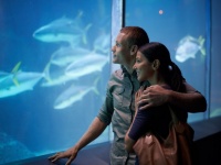 知的AB型は水族館でゲット！？「血液型別」男の出没スポット