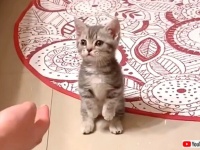 「夢の中まで会いに行きたい！」可愛すぎる子猫たちの映像がプライスレスな件