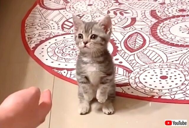 「夢の中まで会いに行きたい！」可愛すぎる子猫たちの映像がプライスレスな件