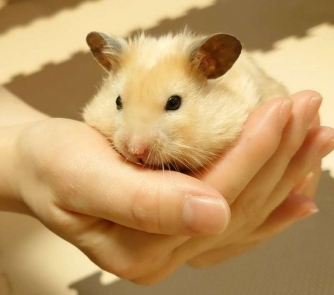 飼育本で新たな知識を身に着けているらしい(画像はイメージ)