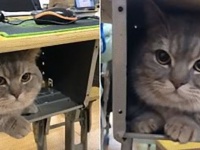 置いてくニャ！学校に行くのを阻止する猫にほだされ、連れてきた飼い主。猫は机の中で授業を受ける（中国）