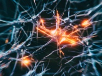 人間の脳はこれまで考えられていた10倍の量の情報を保存できる