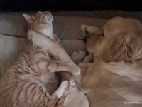 最愛の犬に先立たれ失意の猫、新たに迎えたゴールデンレトリバーの子犬と打ち解け元気を取り戻す