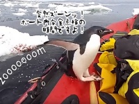 抜き打ちチェックな！海の中から突如現れたペンギン、ボート内の安全点検を実施中