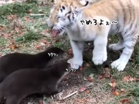カワウソ2匹にストーカーされぎみなトラの子、タジタジの構図。