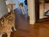 こら、家の中に入れちゃダメ！愛犬ズ、遊びに来た鹿を家に招き入れてしまう