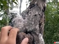 そっちもかーい！ヒナ鳥しかいないと思ったらもう1羽！
