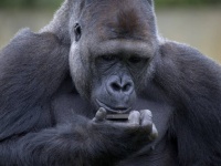 ゴリラにスマホの画面を見せるのを控えるよう、動物園が来園者に警告