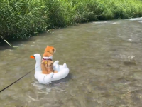 ワンちゃんが白鳥に乗って川流れ！？驚きの動画が話題に
