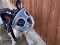 虫を食べないよう犬にマスクをつけたら、ハンニバル・レクターみたいなことに