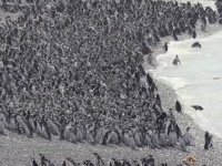 超大量のペンギン上陸。100万羽を超えるマゼランペンギンたちが地面を覆いつくす　(アルゼンチン)