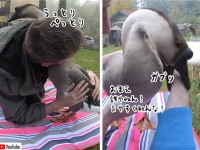 飼い主か、飼い主以外か。態度が豹変するガチョウの場合