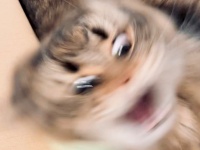 躍動感が凄まじすぎる猫、激写される　その箱ジェットコースター？荒ぶる回転ぶりに3.2万人感心