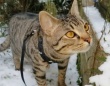 冬がきた！初めて見る雪に怪訝そうな表情を見せる猫