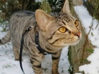 冬がきた！初めて見る雪に怪訝そうな表情を見せる猫